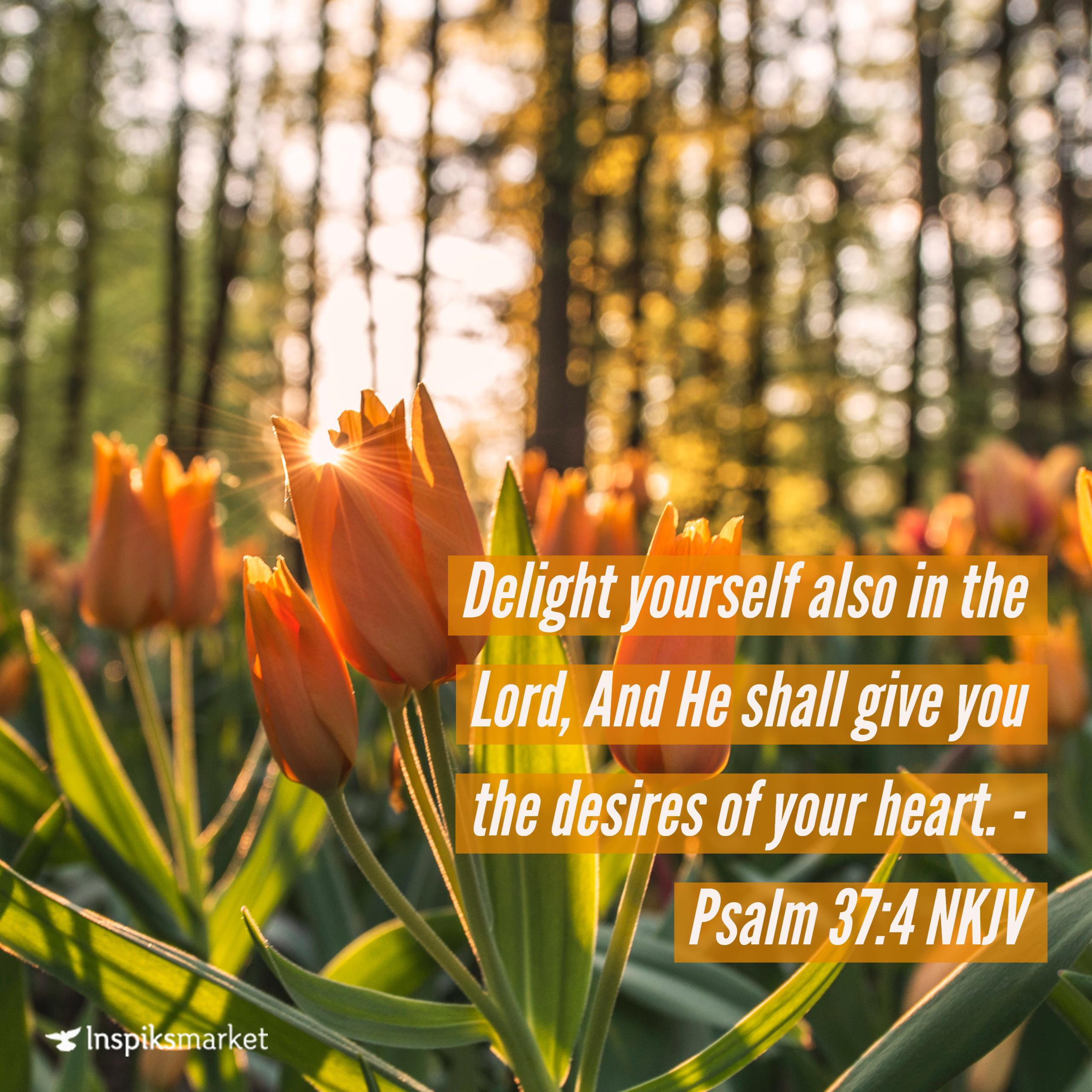 Delight In The Lord