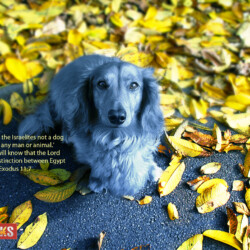 But among the Israelites not a dog will bark at any man or animal.' Then you will know that the Lord makes a distinction between Egypt and Israel. Exodus 11:7