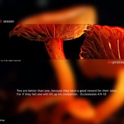 Wallpapers by INSPIKS.com
