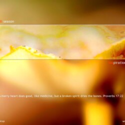 Wallpapers by INSPIKS.com