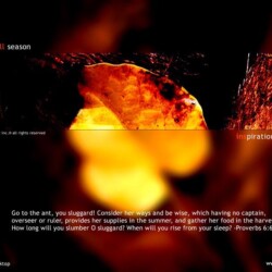 Wallpapers by INSPIKS.com