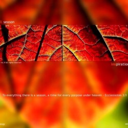 Wallpapers by INSPIKS.com