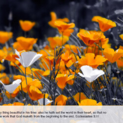 He hath made every thing beautiful in his time: also he hath set the world in their heart, so that no man can find out the work that God maketh from the beginning to the end. Ecclesiastes 3:11