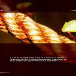 Wallpapers by INSPIKS.com