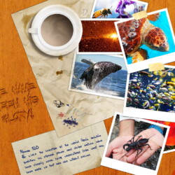 Wallpapers by INSPIKS.com